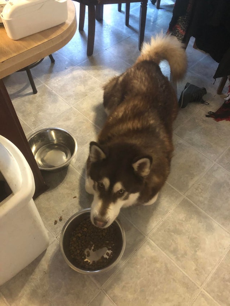 Husky eating kibble from bowl while laying with paws tucked underneath itself