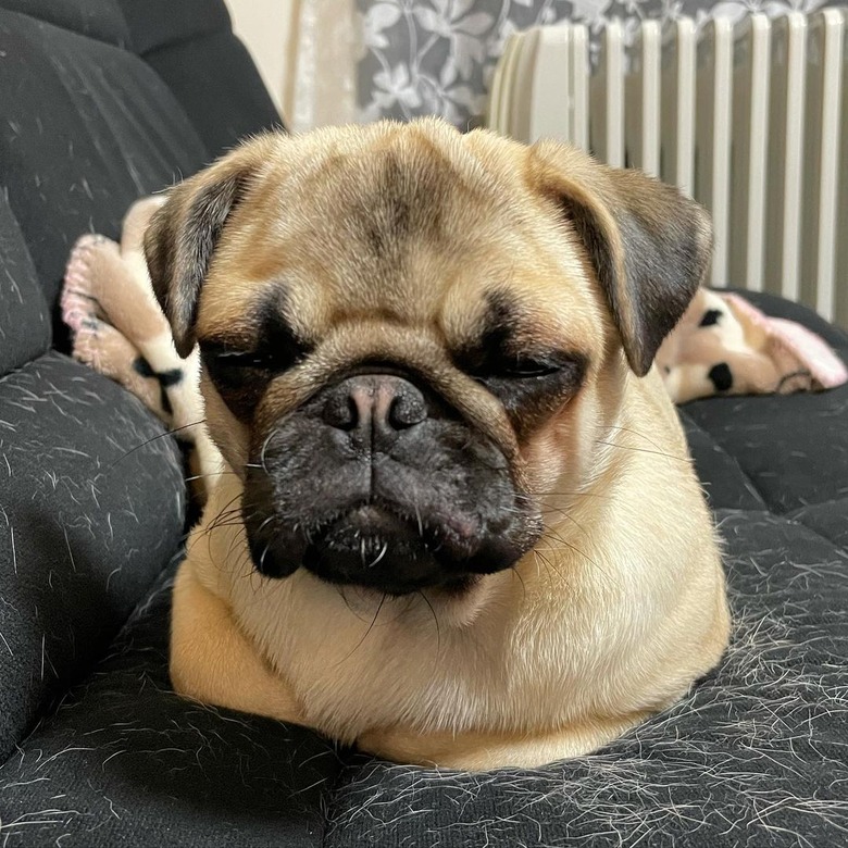 Pug on couch covered in dog hair