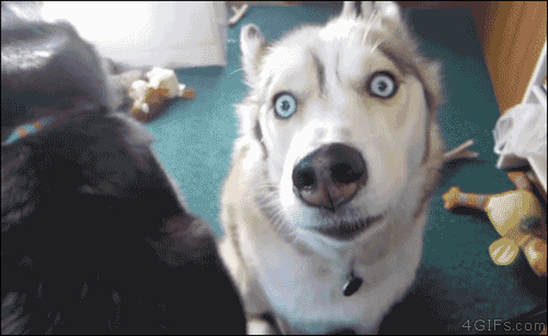 16 Funniest Pet Reactions The World Has Ever Seen