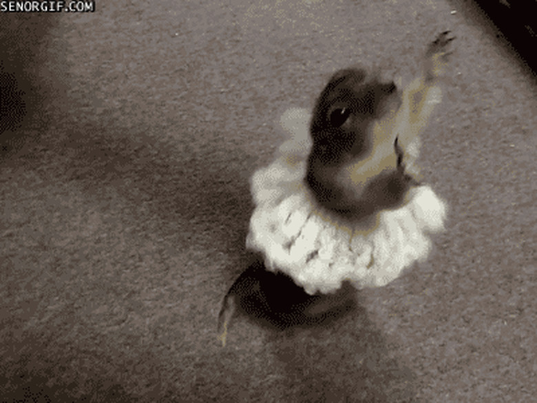 dancing pet rat