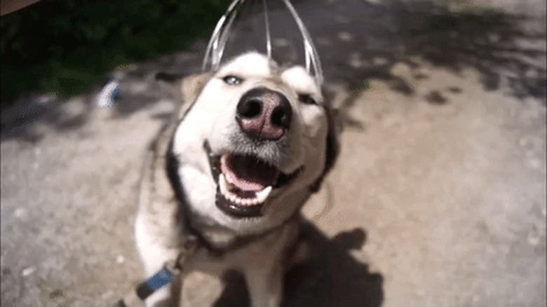 dog likes head scratches