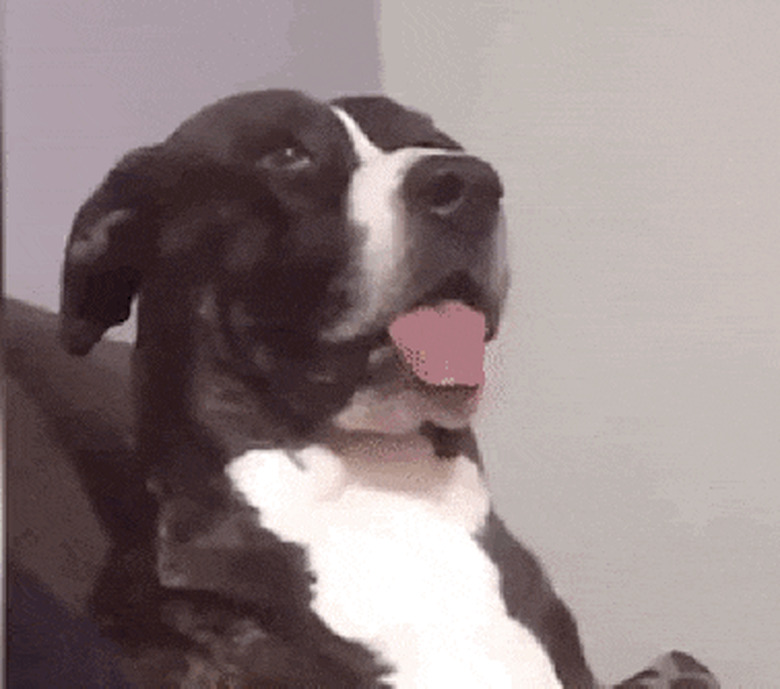 16 Funniest Pet Reactions The World Has Ever Seen