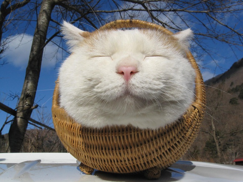 Cat with a peaceful expression sitting in a basket