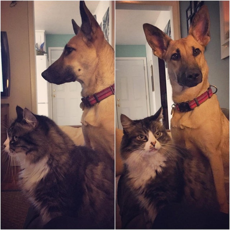 Dog and cat looking at camera in unison