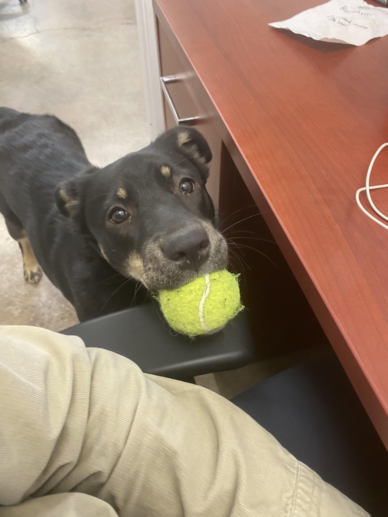 Dog putting tennis ball on arm rest of desk chair