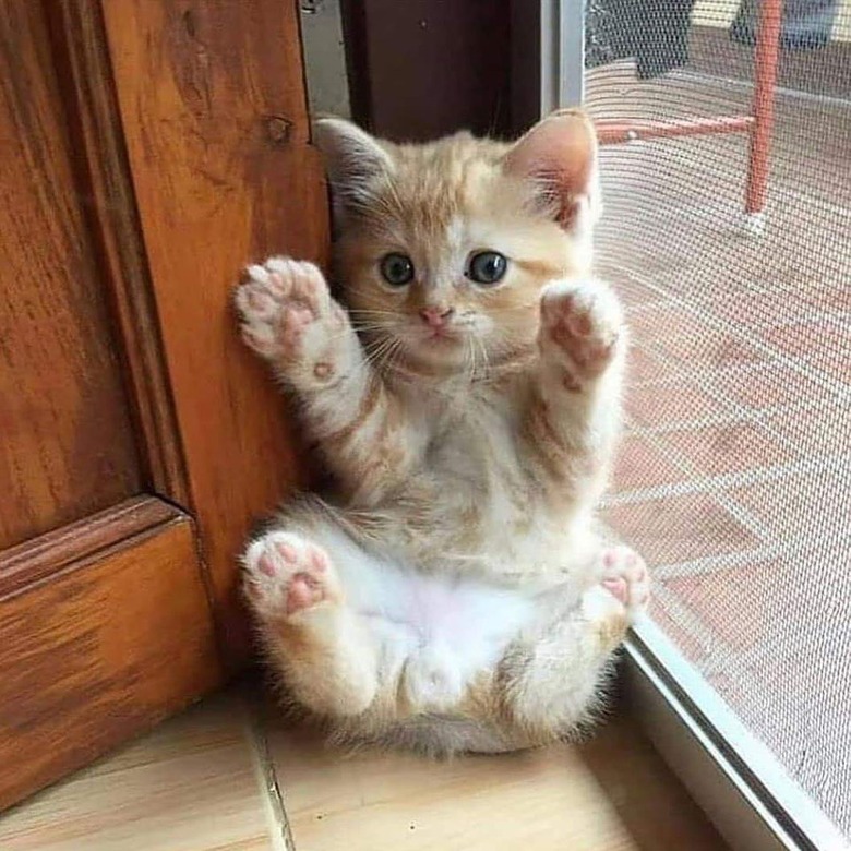 Kitten showing all four paws