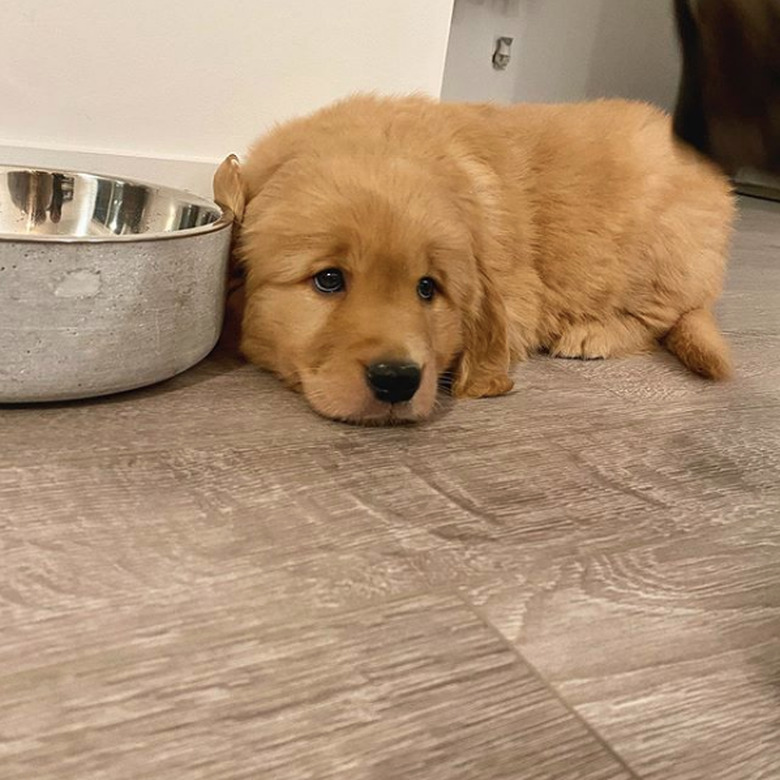 golden puppy waiting by food bowl.