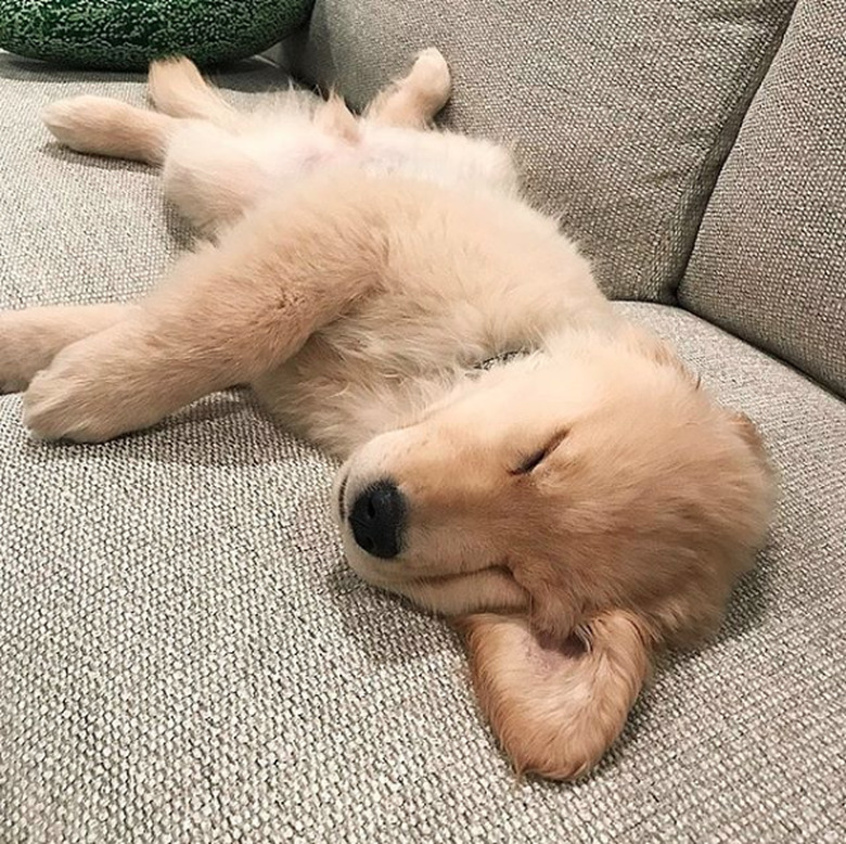 golden puppy sleeping with ear out.