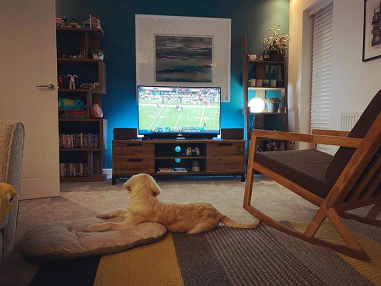 golden puppy watching football on TV.