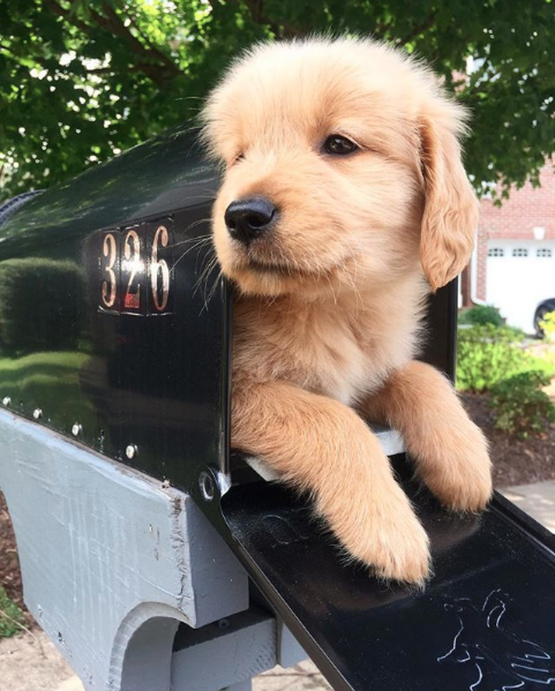 golden puppy in mailbox.