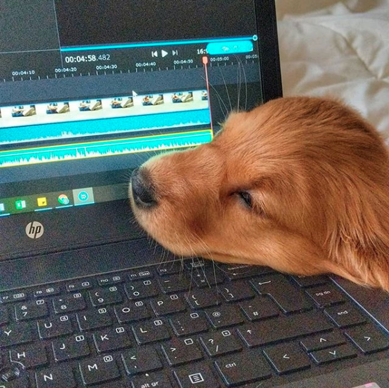 golden puppy on laptop.