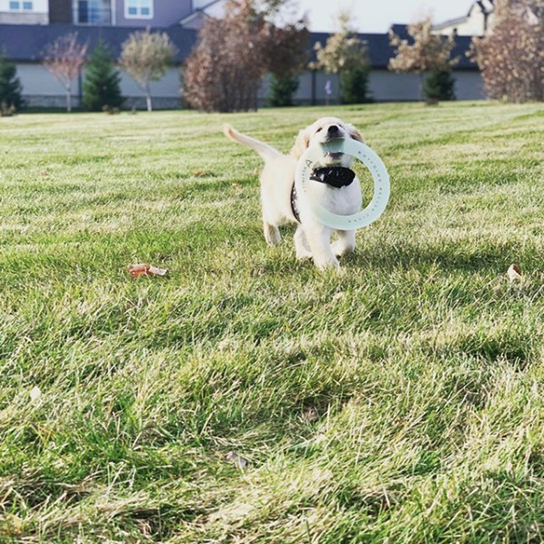 golden puppy with giant frisbee.