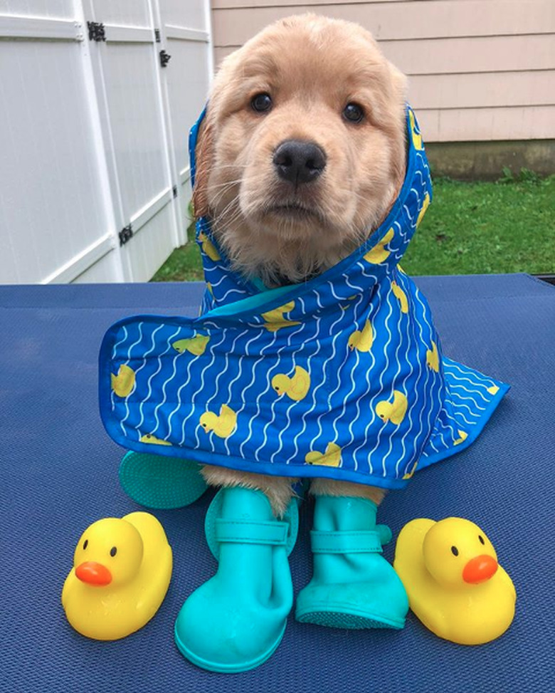 golden puppy in raincoat and galoshes.