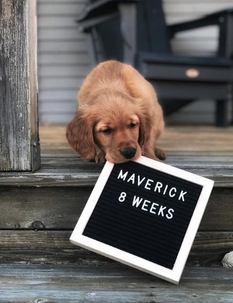 golden puppy with age sign.