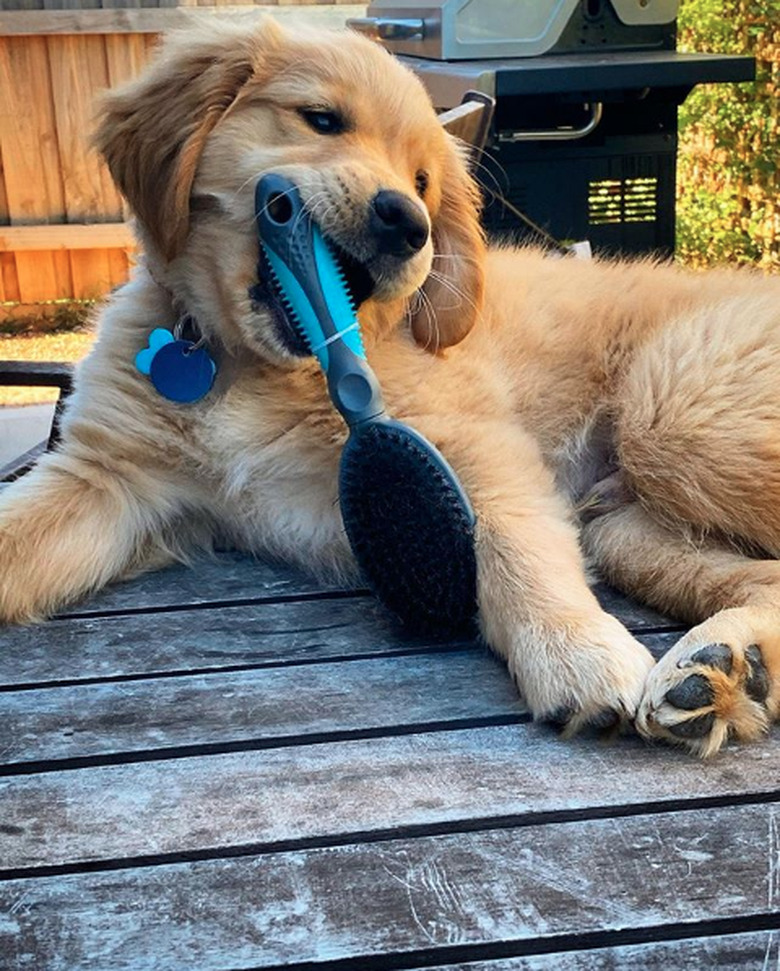 golden puppy eating hairbrush.