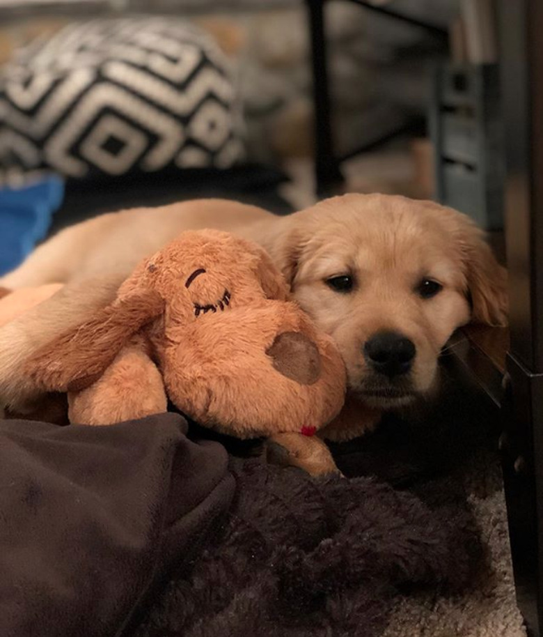 golden puppy with stuffed toy.