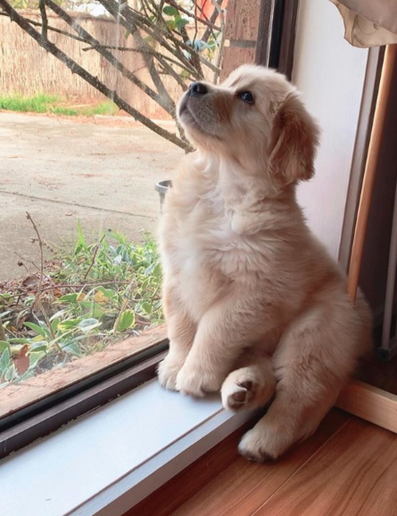 golden puppy posing by window.