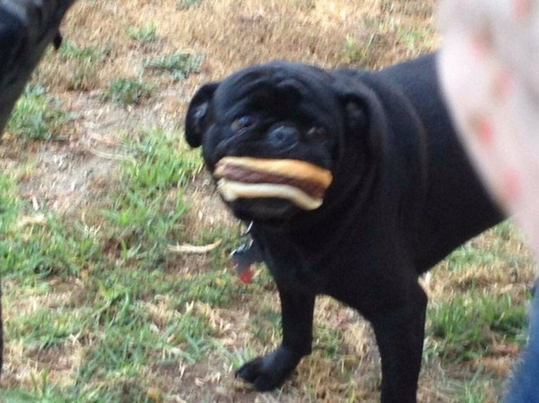 Black pug with an entire hot dog and bun in its mouth