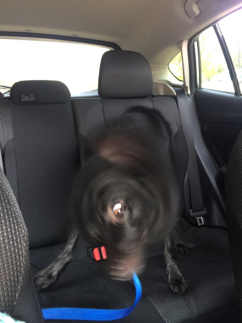 Dog shaking its head in backseat of car