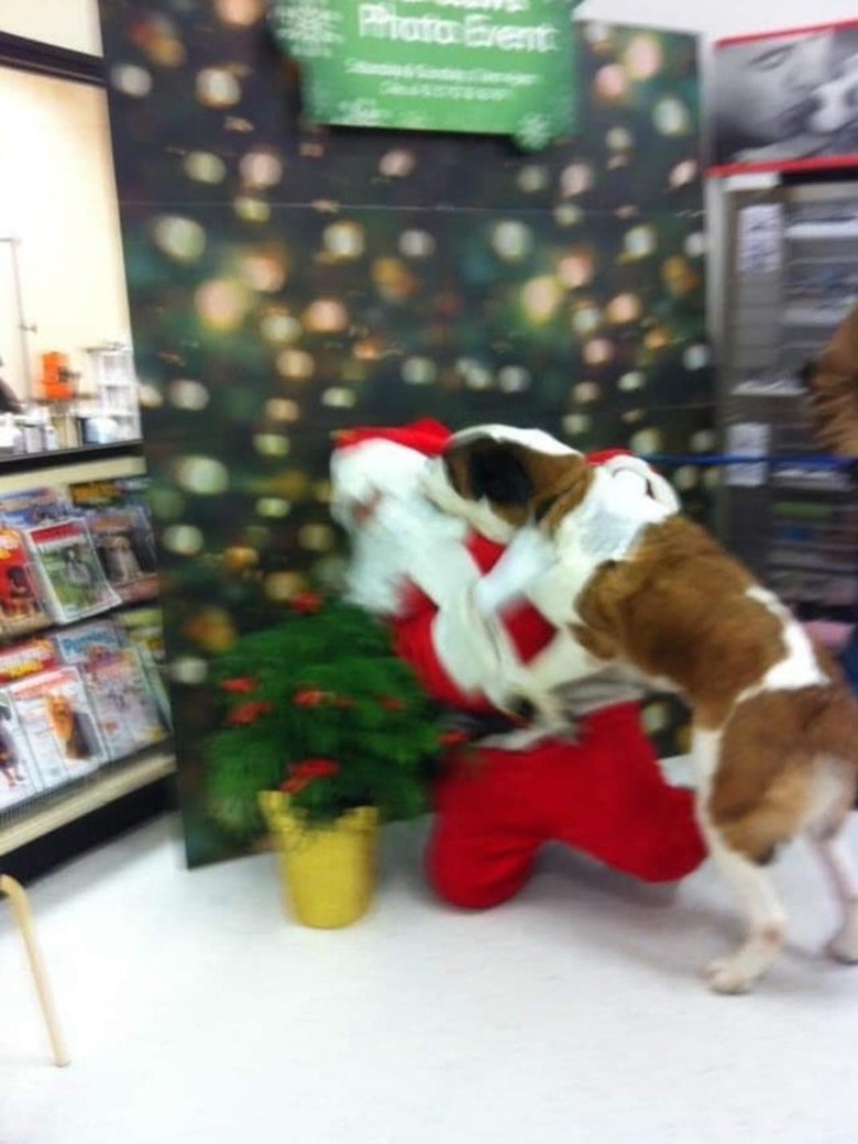 Large blurry dog tackling someone dressed as Santa Claus