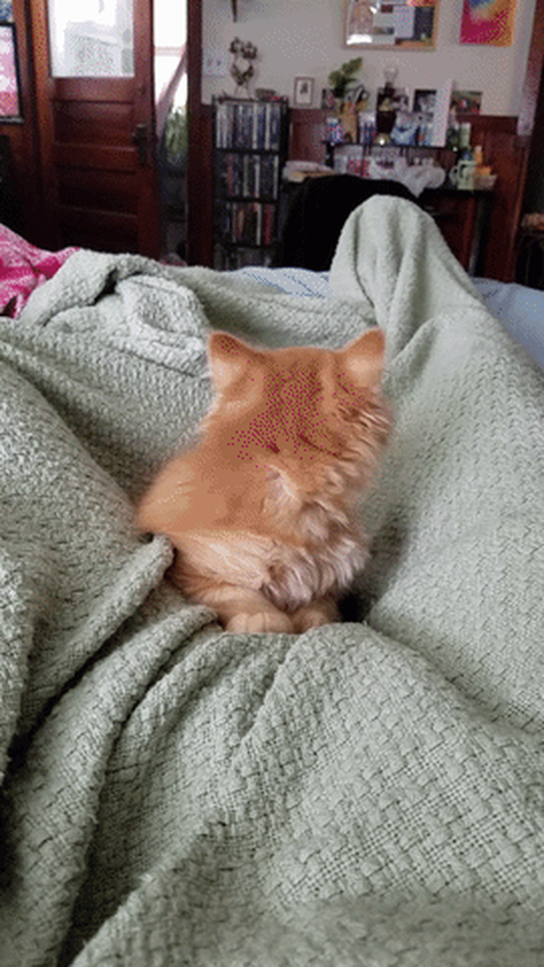 kitten does a butt wiggle