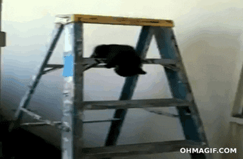 black kitten slipping off ladder