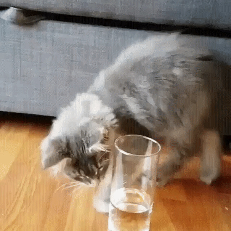 kitten trying to drink water from glass