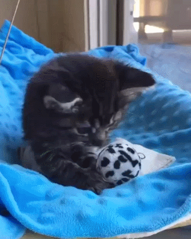 kitten learning to groom its coat