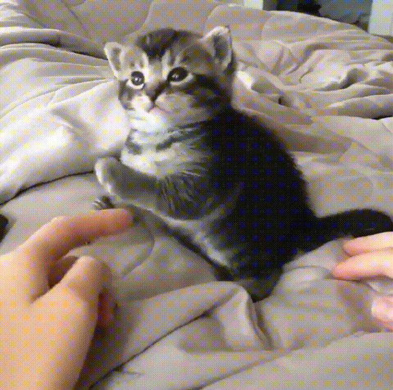 kitten raising paw into the air