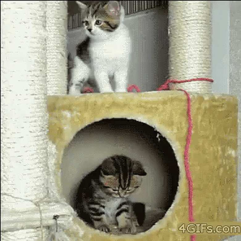 kitten falls off cat tower