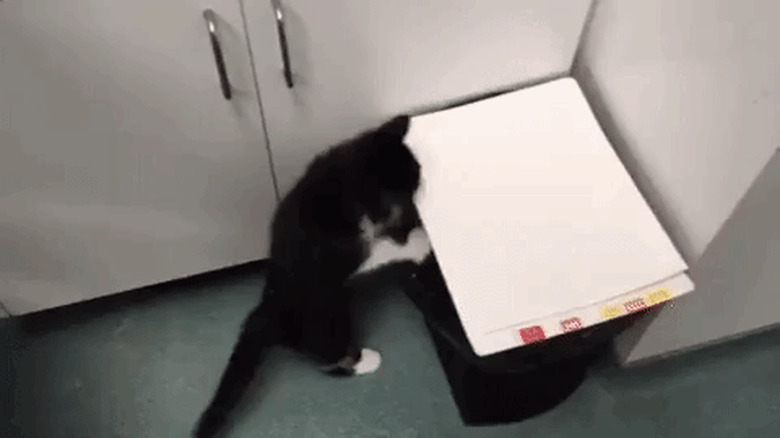 kitten falls into trash can