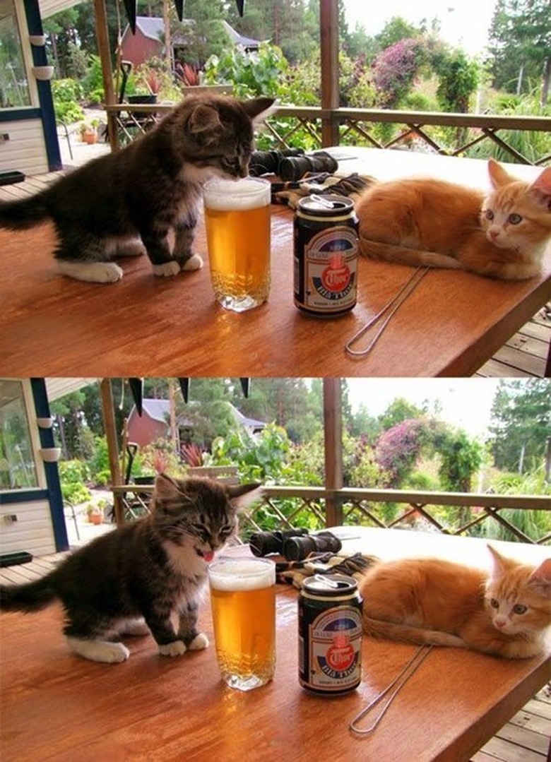 Kitten tasting beer and making a disgusted face.