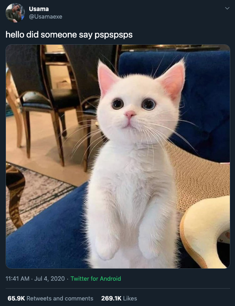 white kitten reacts to pspspsps