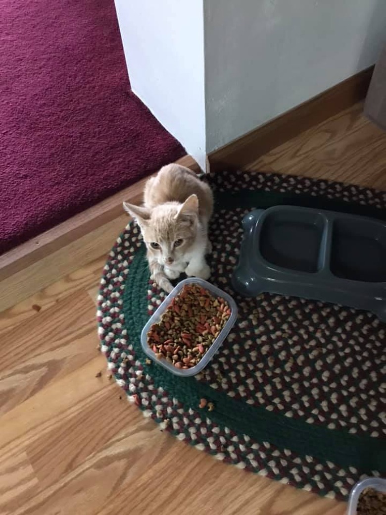 A house cat shares food with a local stray cat.