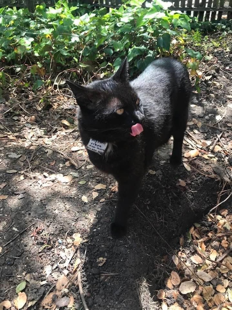 A black cat wearing sign saying: 