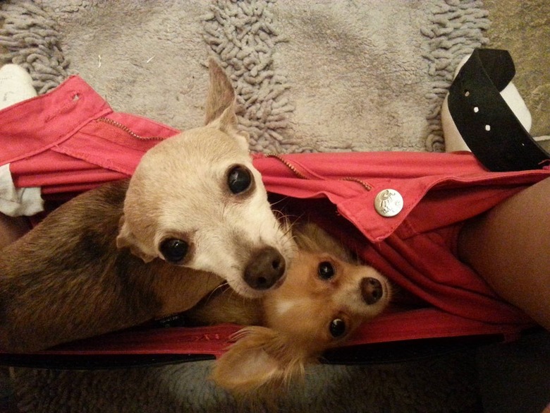 Two small dogs sitting in shorts between feet of person sitting on toilet.