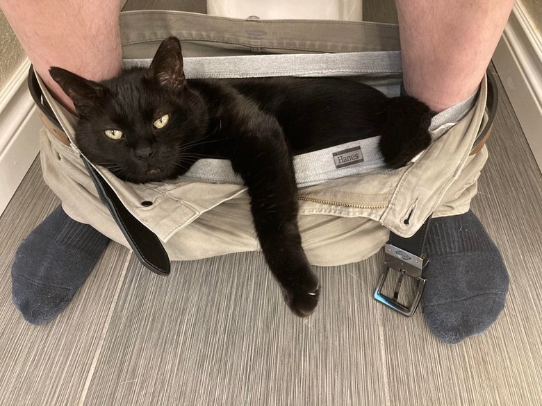 Large black cat laying in pants and underwear between feet of person sitting on toilet.