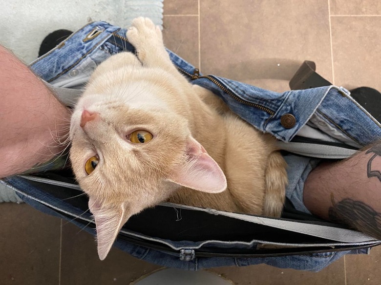 Cat sitting in jeans between feet of person sitting on toilet.