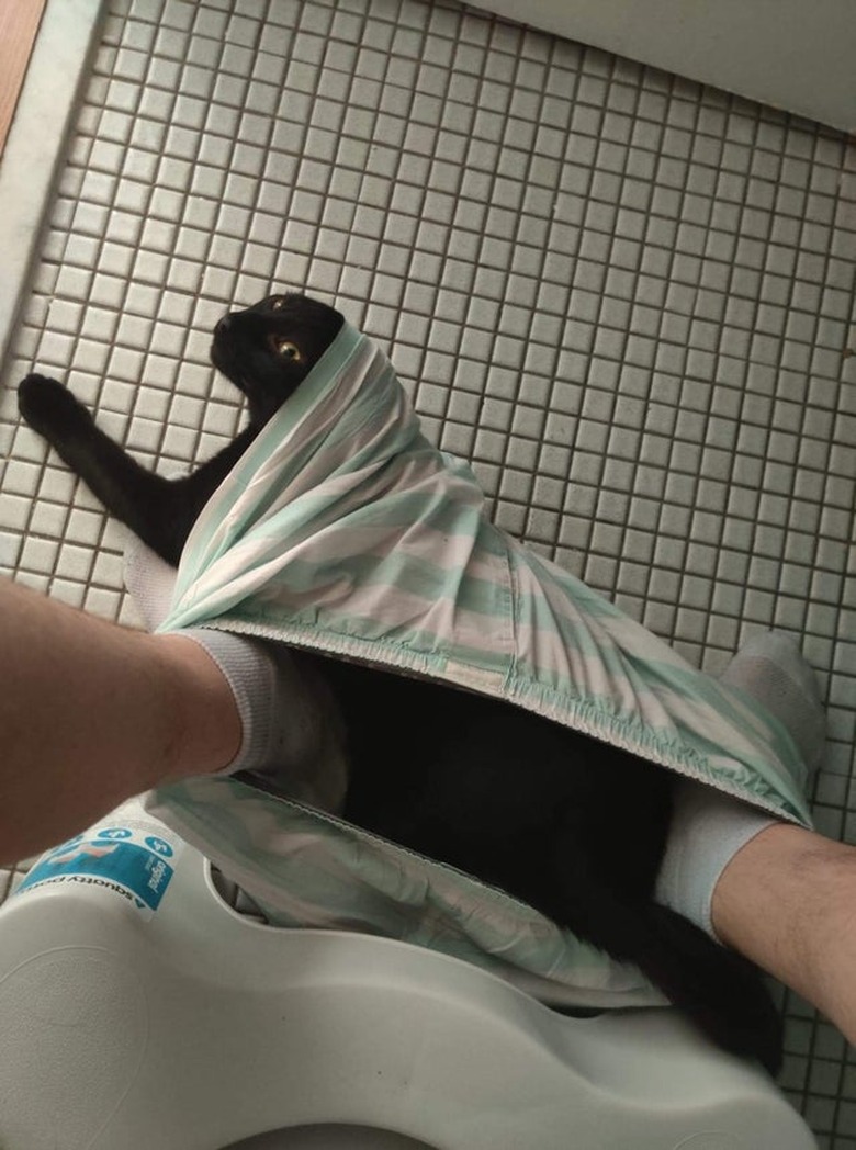 Cat stuck in leg hole of underwear between feet of person sitting on toilet.