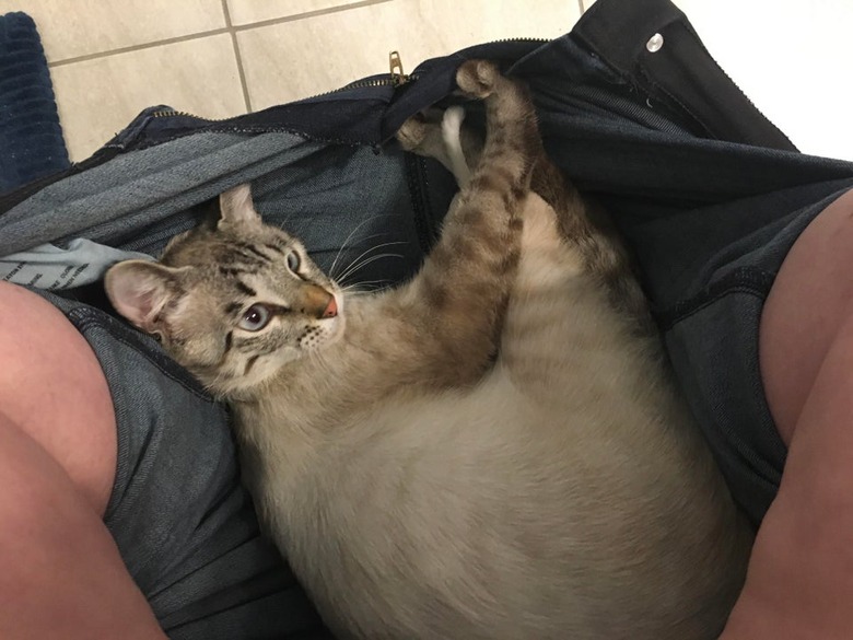 Cat playing with toy mouse while sitting in blue jeans stretched between knees of person sitting on toilet.