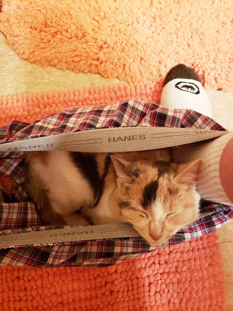 Cat sleeping in plaid boxer shorts between feet of person sitting on toilet.