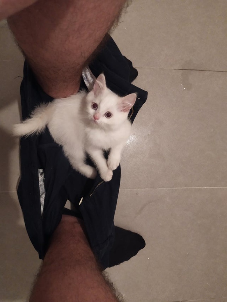 White kitten sitting on pants between feet of person sitting on toilet.