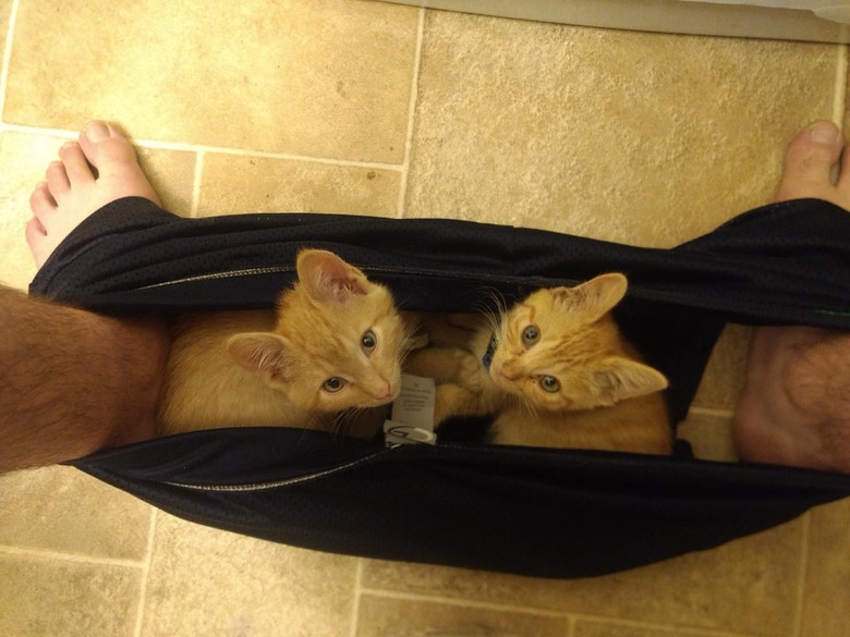 Two orange kittens sitting on black sweatpants between feet of person sitting on toilet.