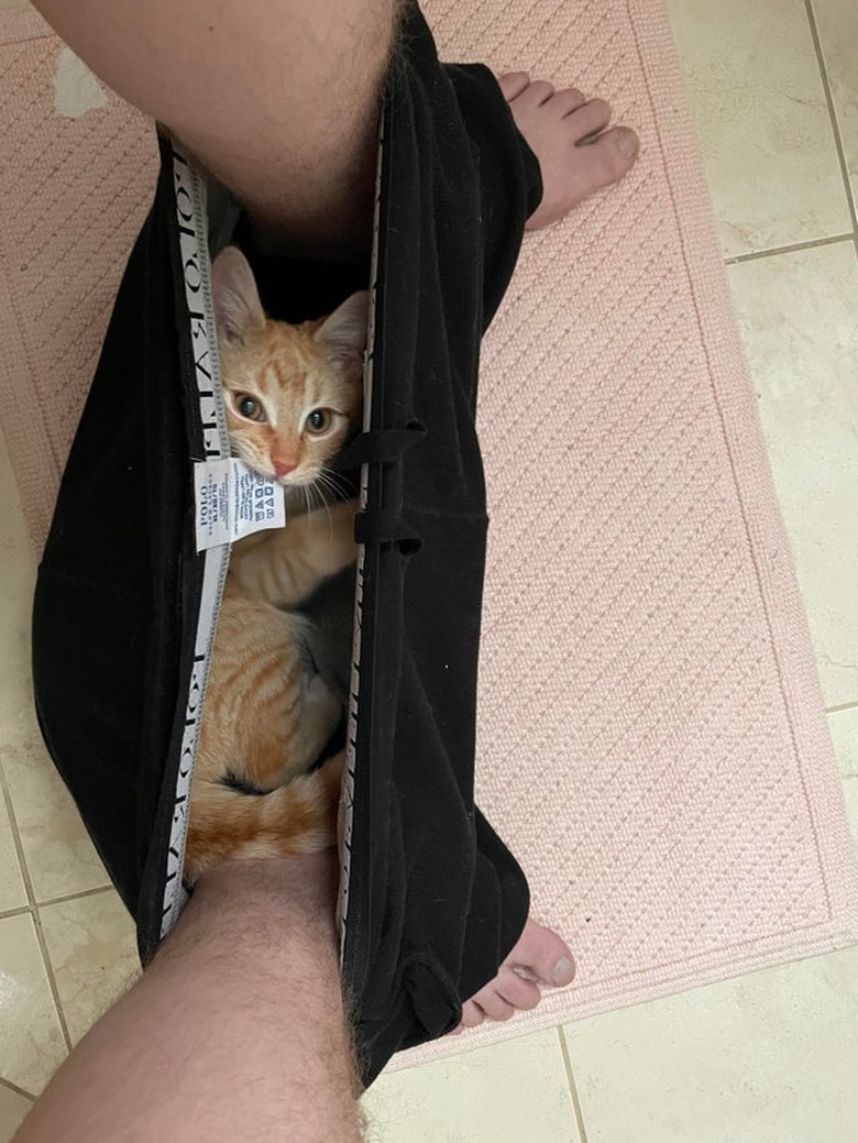 Kitten laying in underwear between feet of person sitting on toilet and biting the underwear's tag