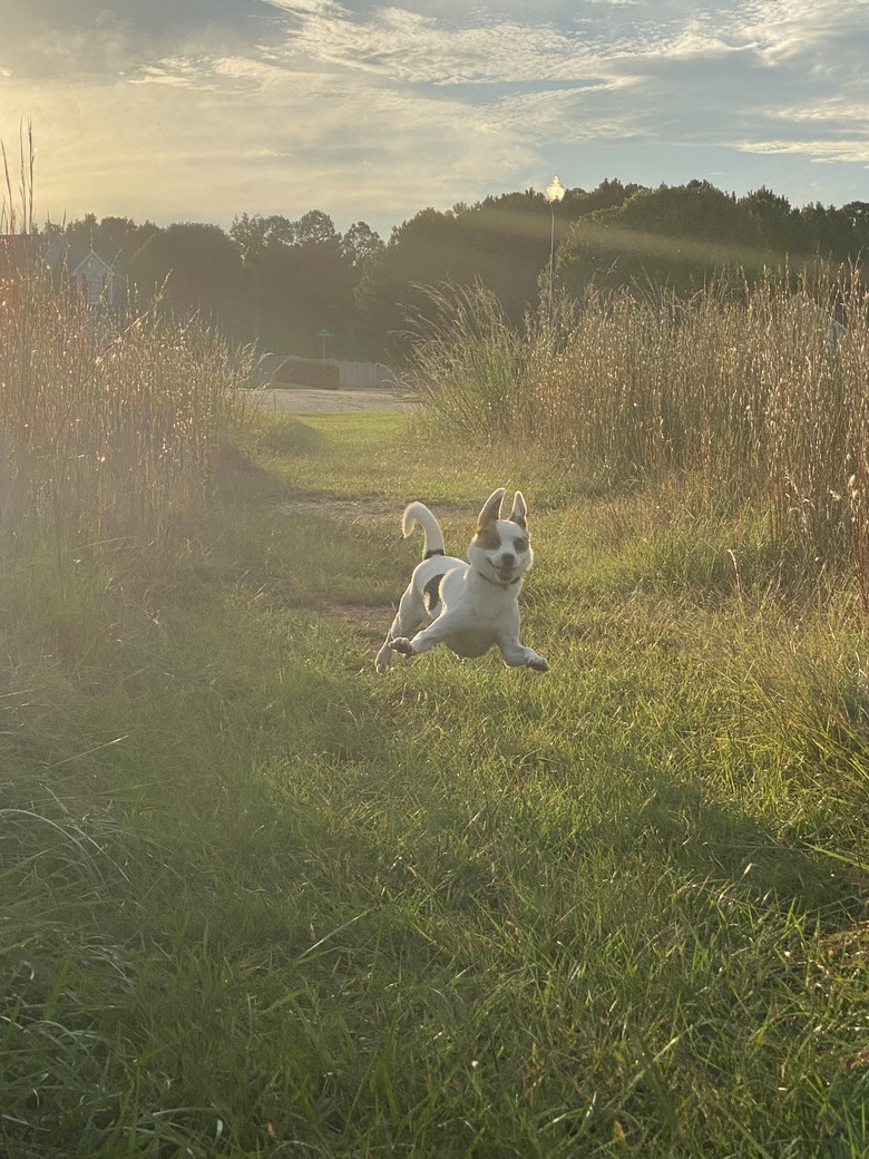 Dog running in grassy field with all paws off the ground