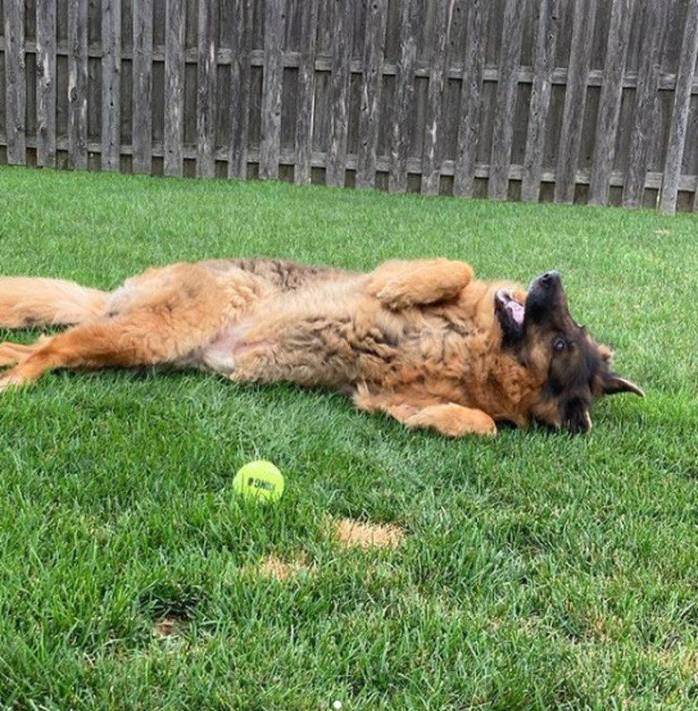 A German shepherd rolling in the grass beside a tennis ball.