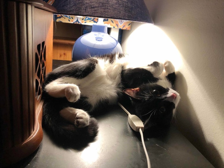 A black and white cat rolling around under a lamp.