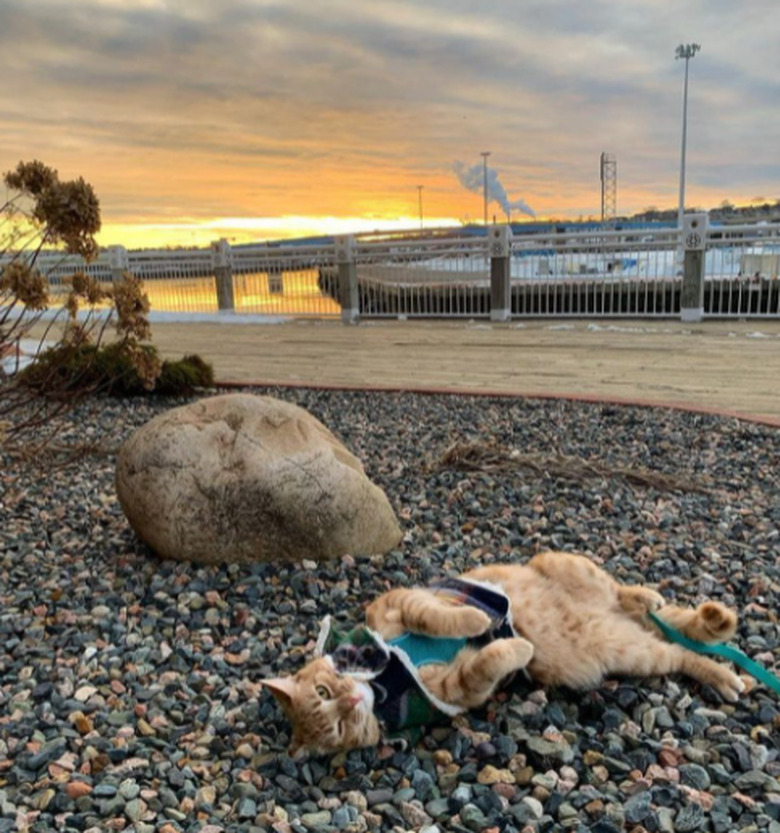 An orange tabby cat rolling on a rocky beach.