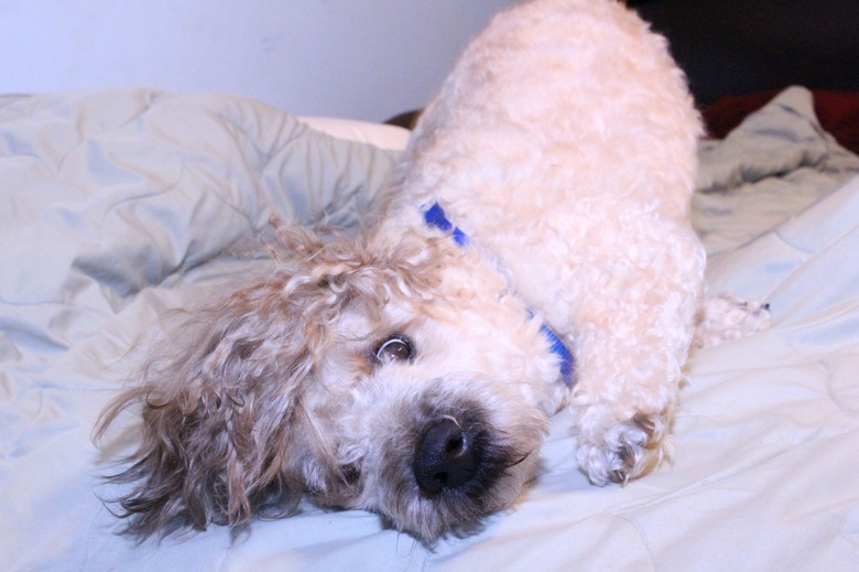 A dog rolling around on a bed, looking at the camera with wide eyes and crazy hair.