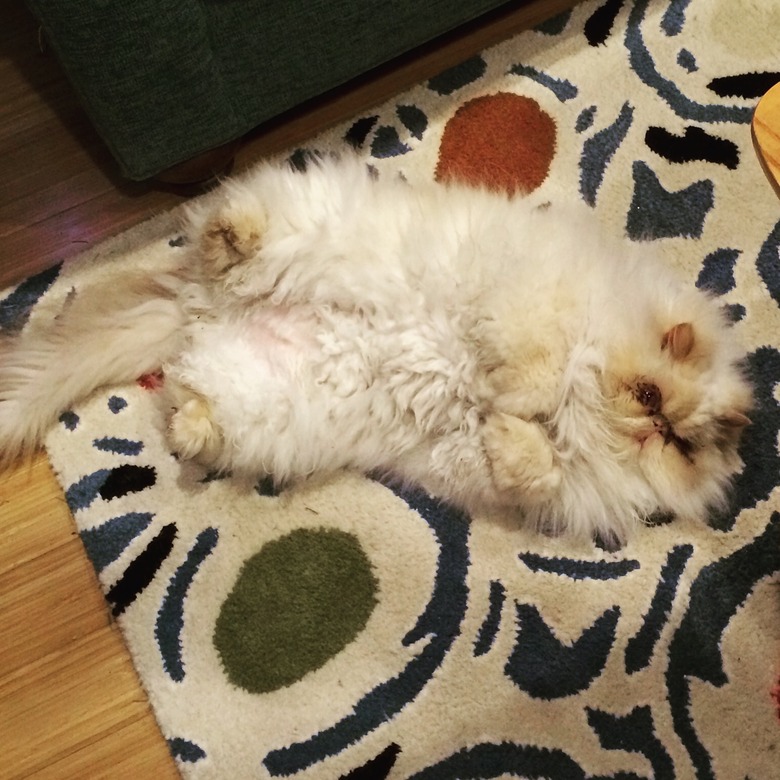 A fluffy white cat rolling on a white rug.